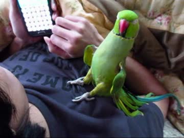 2015年、初緑茶(１５年１月１６日)