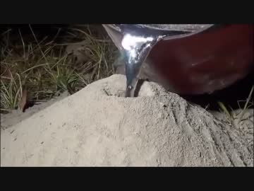 おまいらwwwwwこれが本当の蟻地獄だｗｗｗｗｗｗｗｗ