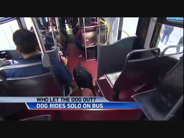 1人でバスに乗ってドッグパークに通う犬