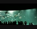 葛西臨海水族園。マグロ餌やり