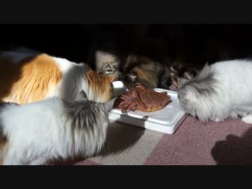 【#300】 毛蟹と猫達　【猫万歳】