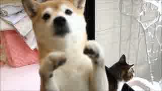 柴犬ひかいちと猫ミルキー　いろいろ（2015年お正月）