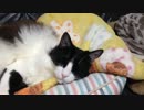 うちのもう一匹の猫の寝姿を撮影してみた（１月１７日)