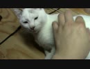 【生後273日】きょうの仔猫【蒼民家の猫々】