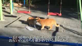 【公園猫戦争】人懐こい茶トラ猫、公園を闊歩する