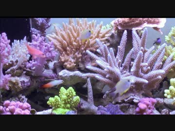 【アクアリウム】ZEOvit サンゴ(SPS)水槽 2015/01【FullHD 30p】