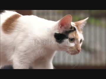 にゃーにゃまとめ2015.01.17