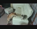 我が家の姫(わんこ)と王子(にゃんこ).mp4