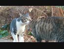鼻くろ猫vs若キジ
