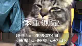 【生後274日】きょうの仔猫【蒼民家の猫々】