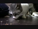 こんしゅうのおやつ【蒼民家の猫々】