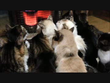 ストーブ前にひしめく毛玉ども