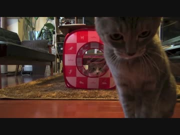 【モアクリ】 ドタバタとねむねむ