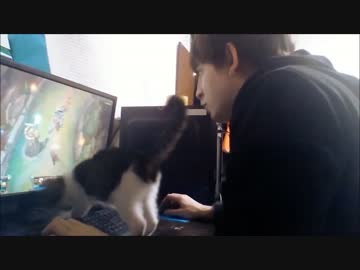 ネトゲを邪魔する子猫