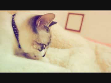 家の猫　撮ってみた　！　