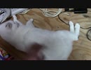 【生後275日】きょうの仔猫【蒼民家の猫々】