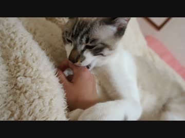 ひたすら猫に甘噛みされてみた。