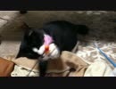 待つんだにゃにゃにゃ⁉︎