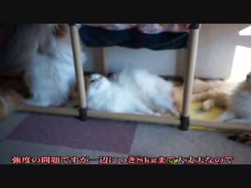 【#302】 使い心地　【猫万歳】