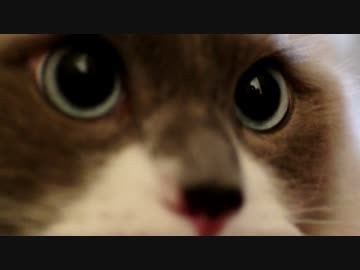 猫は訴えかける