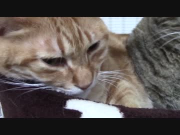 拾いねこ＠生後931/898日目　だぶるぐるぐる～