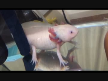 【ウーパールーパー】さっちゃんの食事3