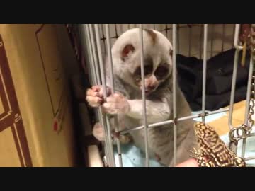 トカゲくんを葬らんとするクソザコナメクジ.Octodon degus