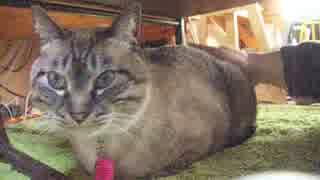 ジャンくんが動じなくなったいくつかの事象