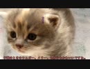 【#303】 数年前のお話　【猫万歳】