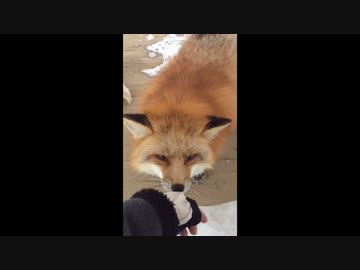 蔵王きつね村のきつね