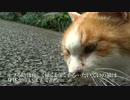 私的猫のモフり方講座・基本編
