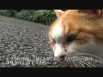 私的猫のモフり方講座・基本編