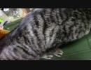 【生後277日】きょうの仔猫【蒼民家の猫々】