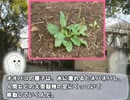 【ゆっくり解説】やる夫が、そのへんで探して食べる【冬の野草】後編