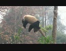 20150114 幼年パンダ園 淼淼（ミァオミァオ）の一芸披露？