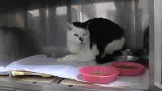 2015年1月19日号イチ師匠最新情報【ウイルス性の風邪にかかってしまった】