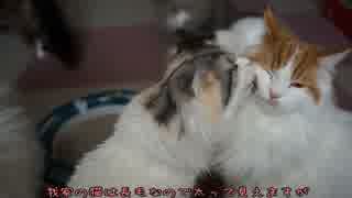 【#304】 エアコンの風でぬくぬく。　【猫万歳】