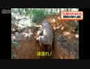 ２ｍの穴に落下…子どもゾウ　懸命の脱出劇