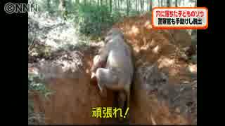 ２ｍの穴に落下…子どもゾウ　懸命の脱出劇