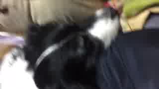 犬のイビキ