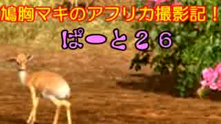 【AFRIKA】鳩胸マキのアフリカ撮影記！ぱーと㉖小さな森の住人さん