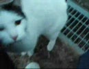 ノラ猫ニャンさん　　されるがまま編