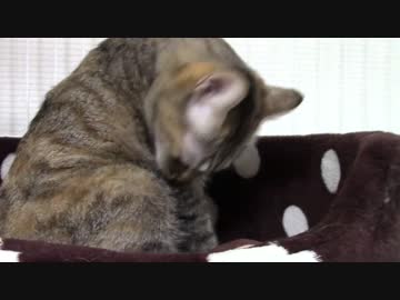 拾いねこ＠生後933/900日目　つきにょん生誕900日！おめめとー。