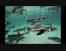 一眼レフカメラ持って24 マグロを見に行こう