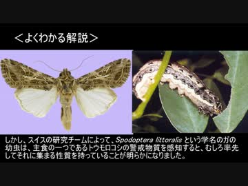 ゆっくり動物雑学「植物が出す警戒物質を…」