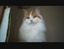 【#305】 昼下がり　【猫万歳】