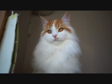 【#305】 昼下がり　【猫万歳】