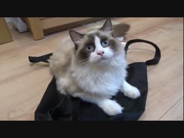 ラグドールのレオ　Vol.59 バッグを最高に気に入った猫