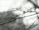 【NNIオリジナル】この雪の下で / Snowy days【インスト】