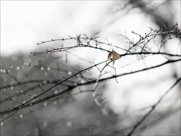 【NNIオリジナル】この雪の下で / Snowy days【インスト】